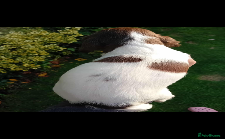 English Springer Spaniel dogs - Advert 5