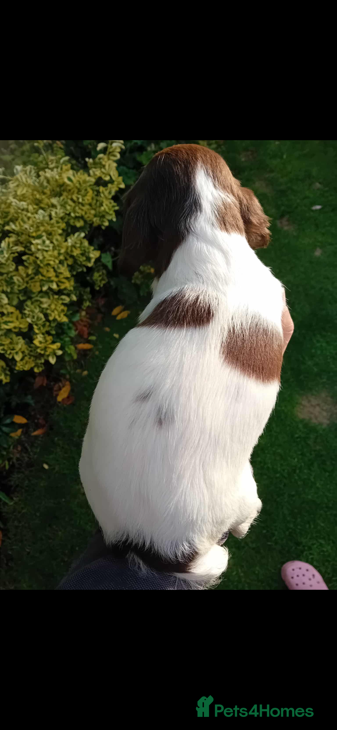 English Springer Spaniel dogs for sale: 2 English springer spaniel bitches  - Image 1