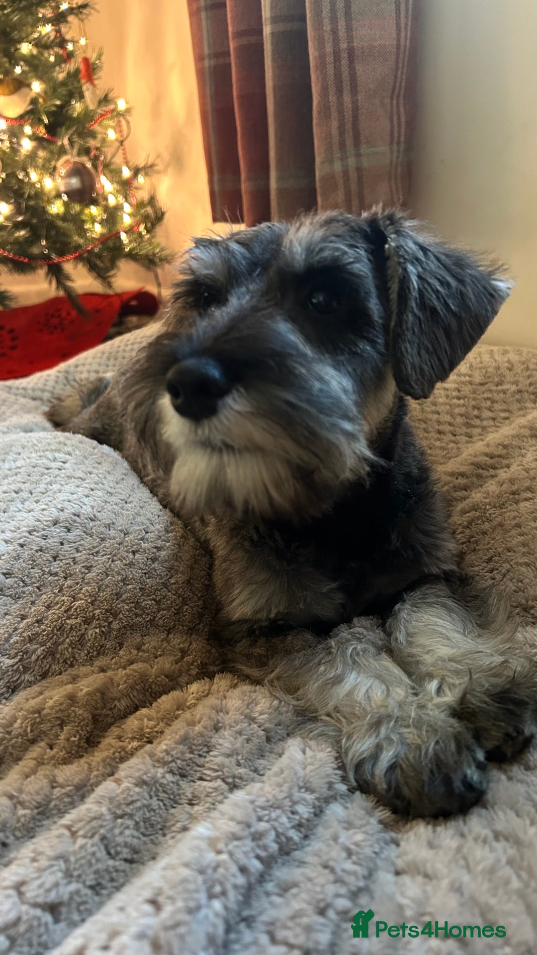 Miniature Schnauzer dogs for sale: KC registered, health tested boy ready now - Advert 5