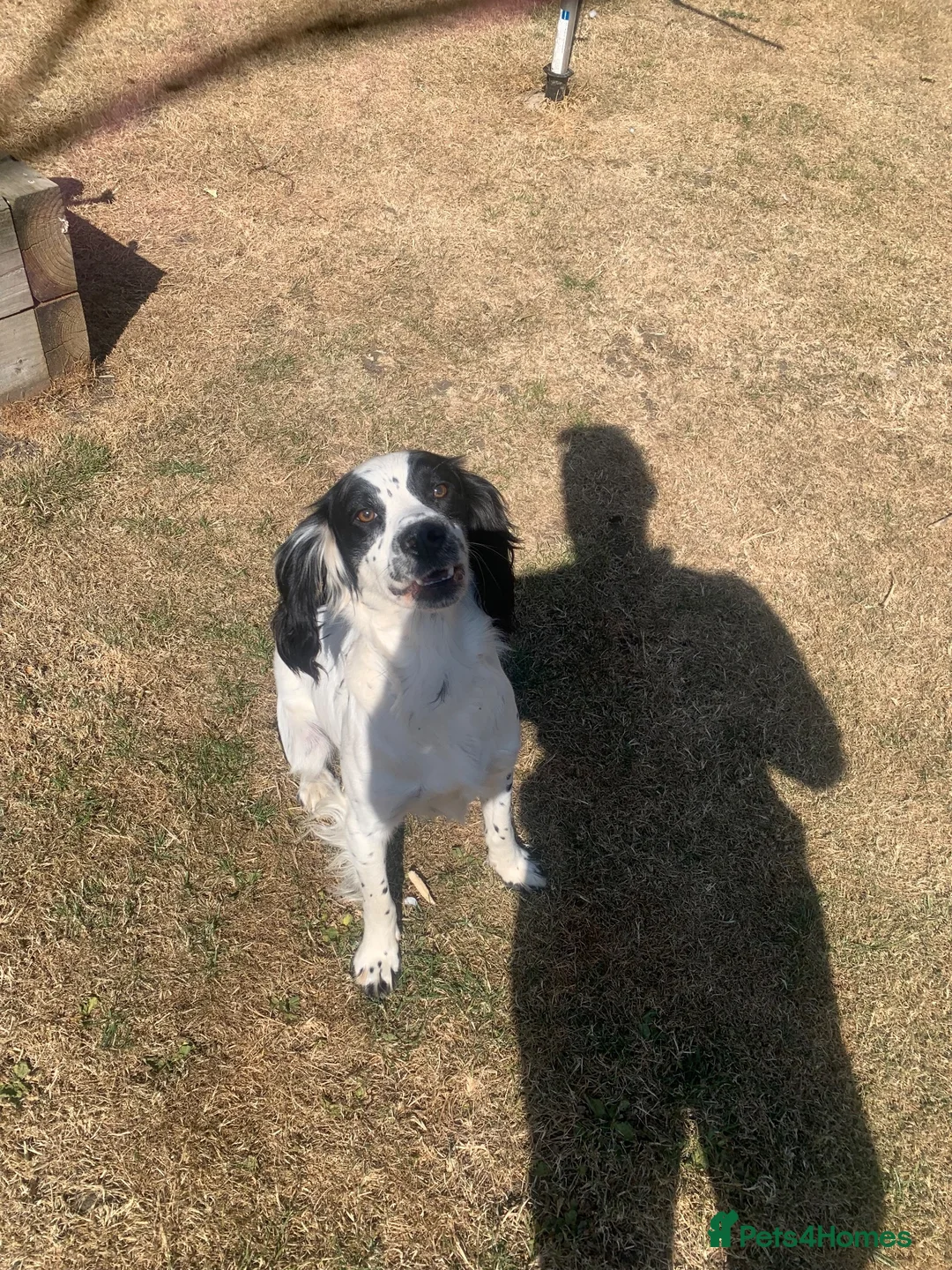 Sprocker dogs for sale: Rehome  in Lincoln - Advert 2