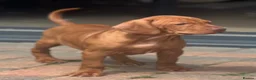 Hungarian Vizsla dogs for sale: Beautiful female vizsla kc registered  - Advert 1