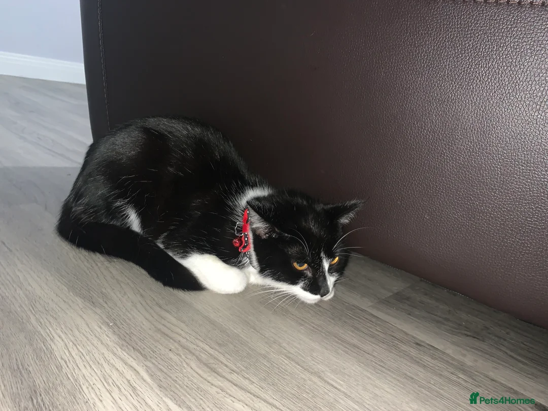 Mixed Breed cats for sale: Light - Advert 2