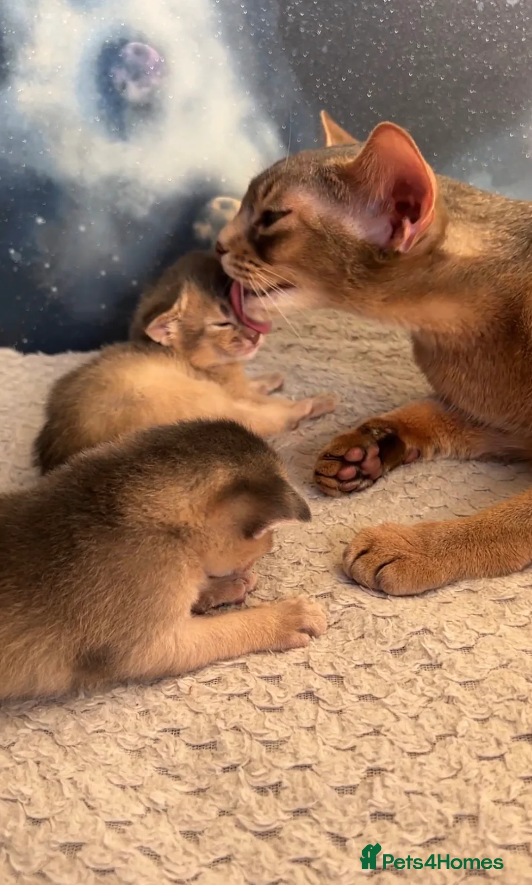 Abyssinian cats for sale: 💙 One Blue Male Abyssinian Kittens left 💙 - Advert 2