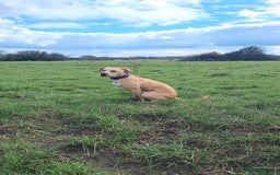 Mixed Breed dogs for sale: Arlo the French cockapoo - Image 27