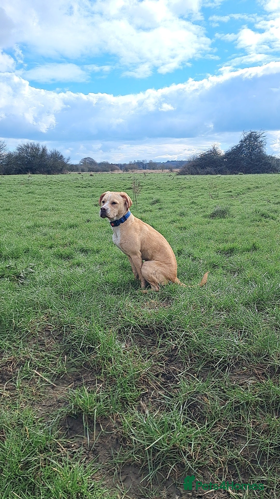 Mixed Breed dogs for sale: Arlo the French cockapoo - Image 27