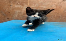 Mixed Breed cats for sale: 7 kittens looking for new home - Image 10