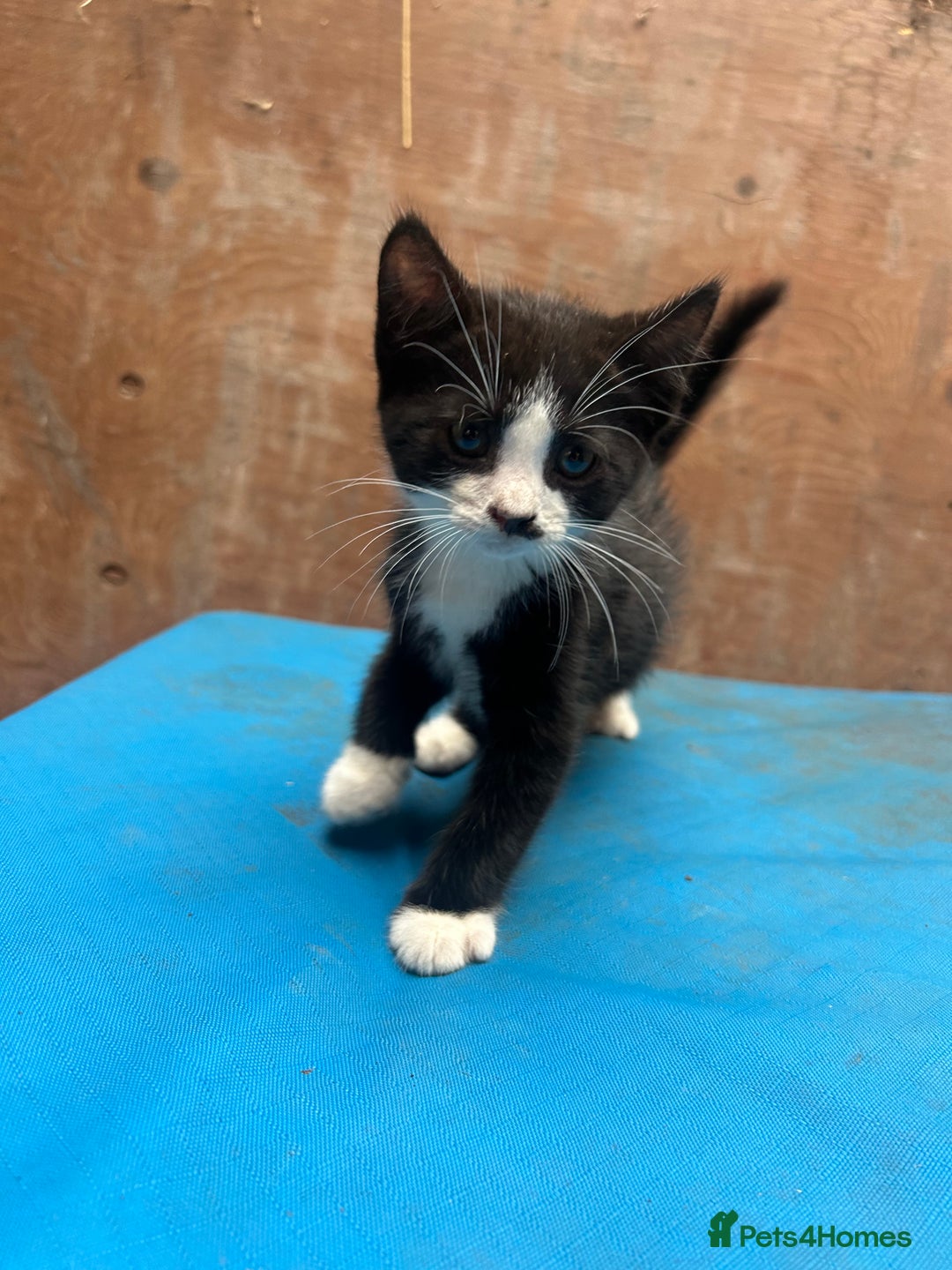 Mixed Breed cats for sale: 7 kittens looking for new home - Image 10
