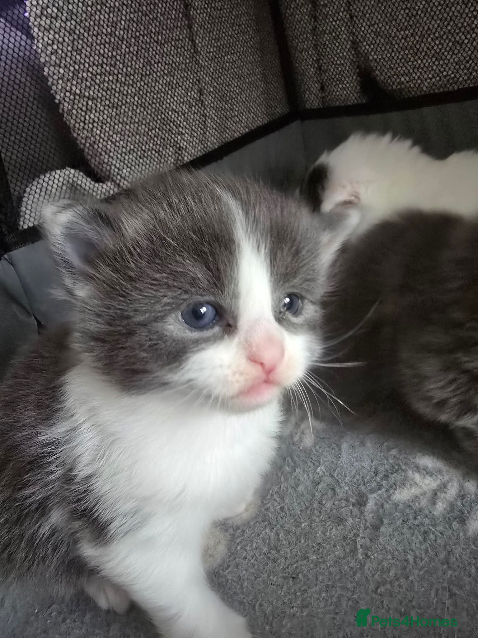 Mixed Breed cats 3 mixed breed kittens looking their forever home - Advert 5