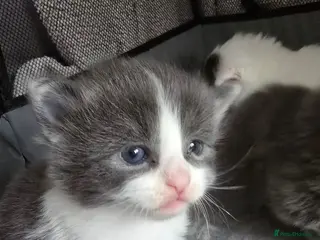 Mixed Breed cats 3 mixed breed kittens looking their forever home - Advert 5