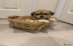 Lhasa Apso dogs for sale: Full bred Lhasa apso puppies  - Advert 13