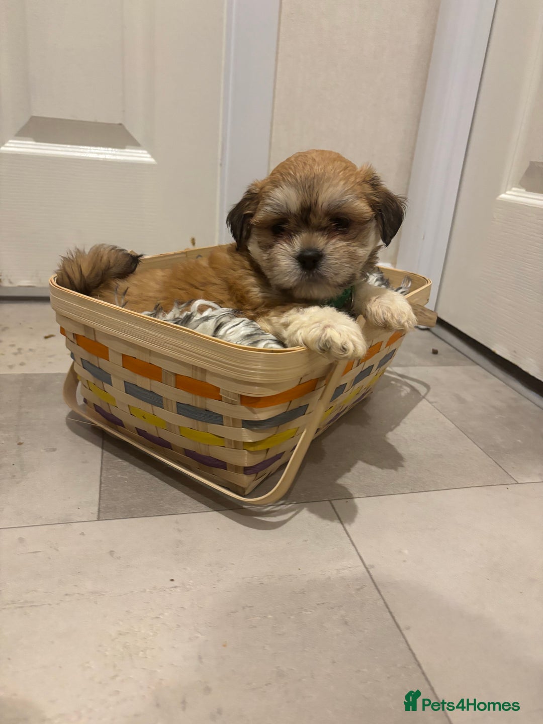 Lhasa Apso dogs for sale: Full bred Lhasa apso puppies  - Advert 13
