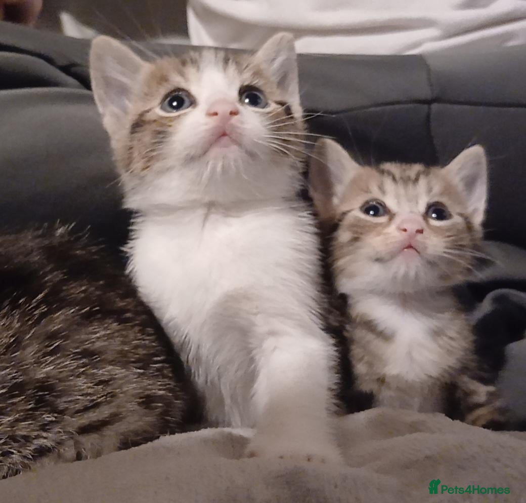 Mixed Breed cats Mixed tabby kitten  - Advert 1