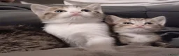 Mixed Breed cats for sale: Mixed tabby kitten  - Advert 1