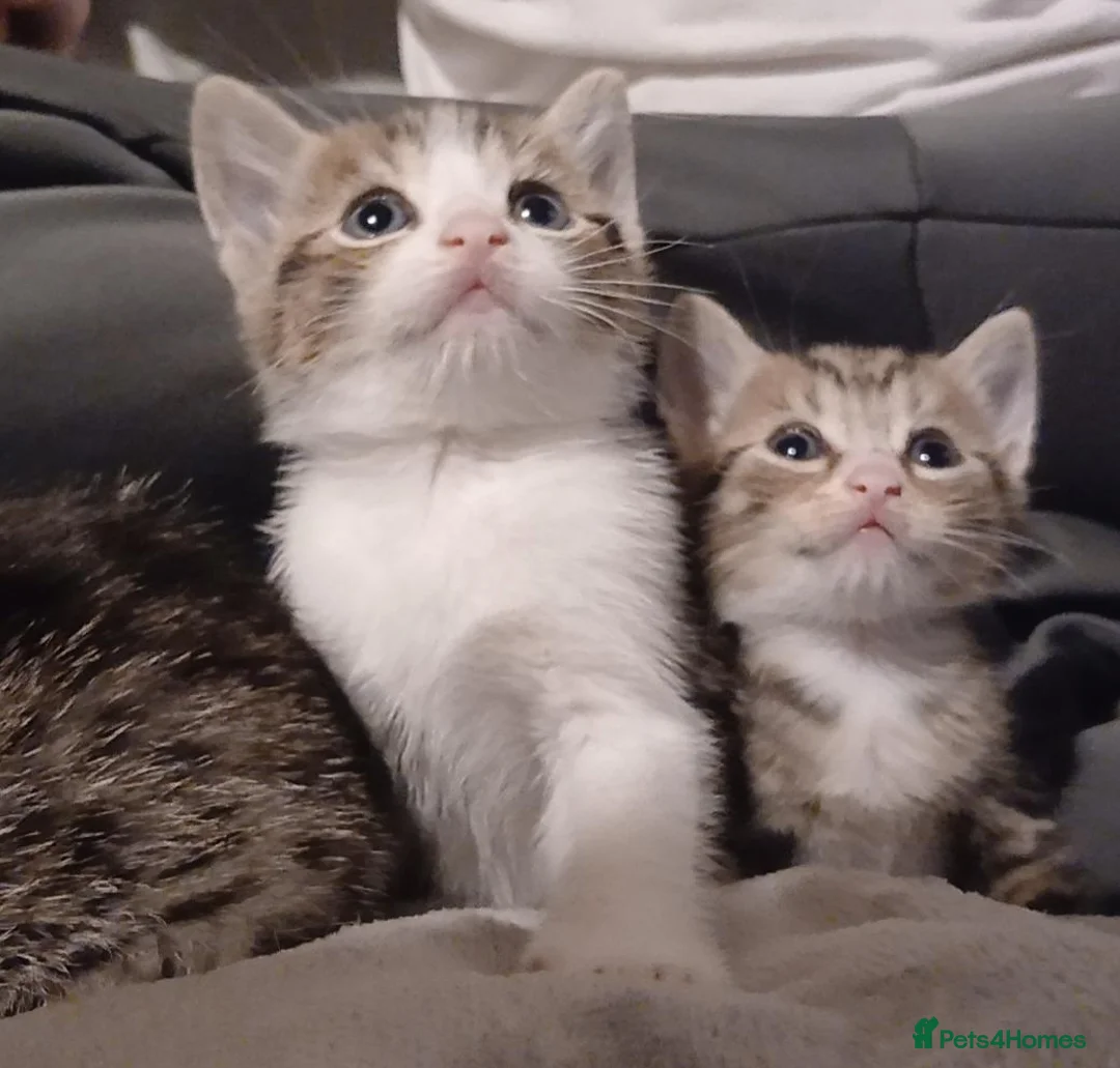 Mixed Breed cats for sale: Mixed tabby kitten  - Advert 1