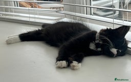 Mixed Breed cats for sale: X2 black and white fluffy girl kittens left - Image 14
