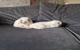 Mini Lop rabbits for sale: ⭐️pure bred minilops - Image 4