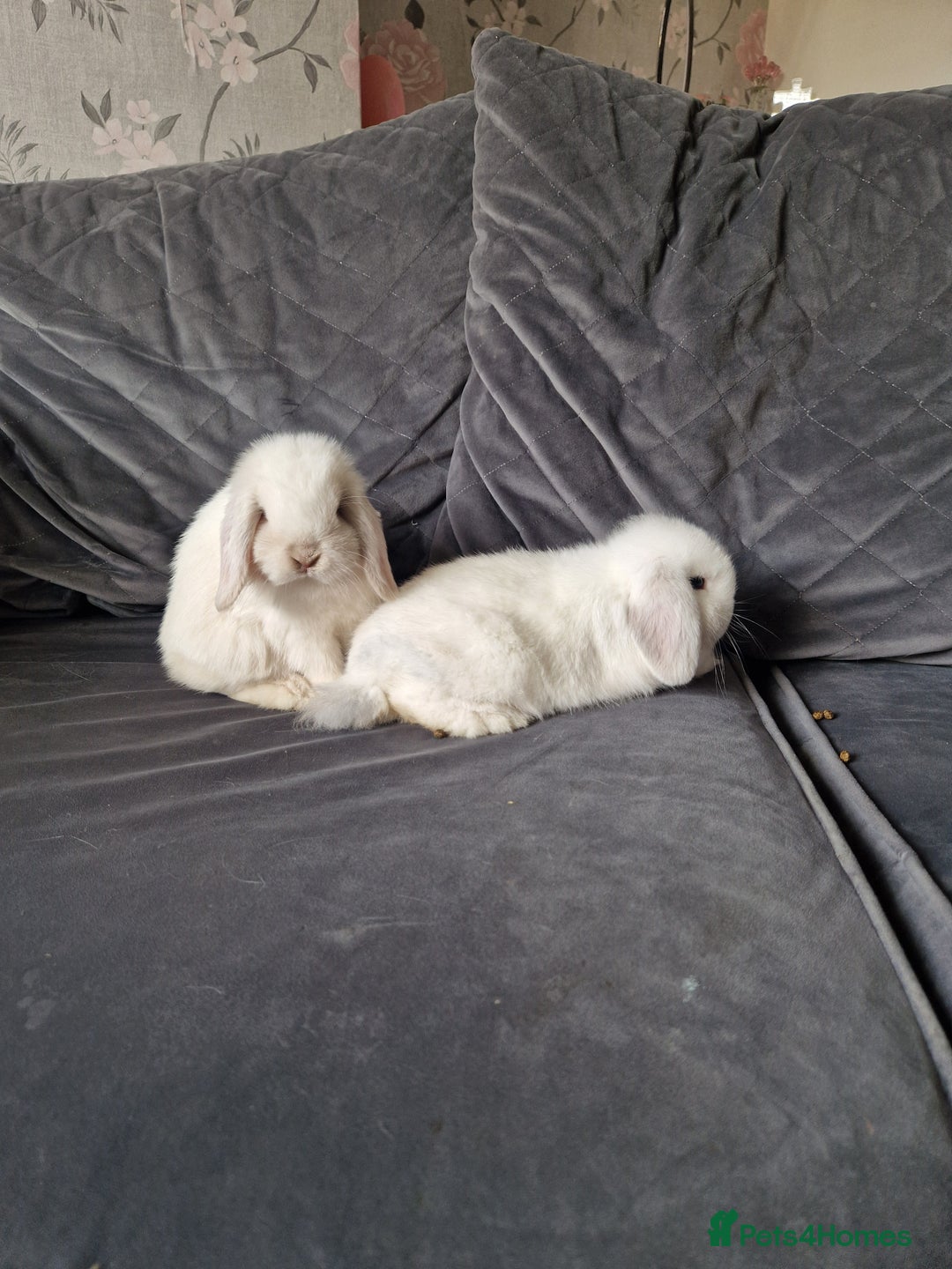 Mini Lop rabbits for sale: ⭐️pure bred minilops - Image 4