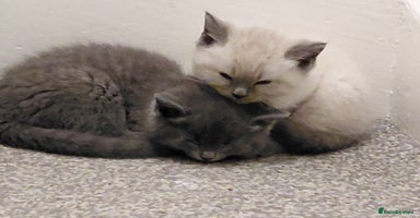 Ragdoll cats - Advert 13