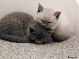 Ragdoll cats - Advert 7