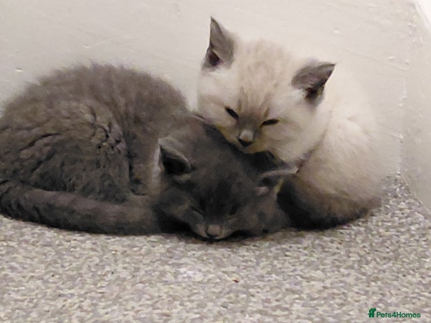 Ragdoll cats - Advert 11