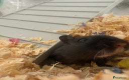 Gerbil rodents for sale: 2 female gerbils  - Image 1