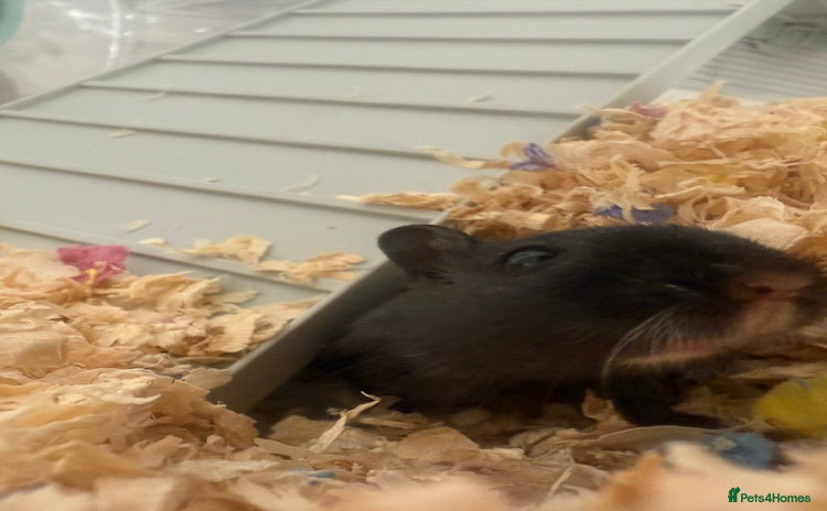 Gerbil rodents - Advert 1