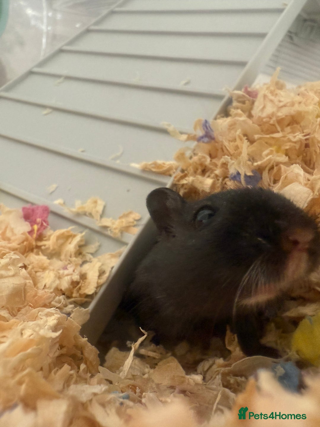 Gerbil rodents for sale: 2 female gerbils  - Image 1