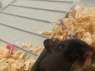 Gerbil rodents - Advert 2