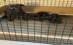 Staffordshire Bull Terrier dogs for sale: Beautiful blue Staffordshire puppies for sale 🐾 - Image 8