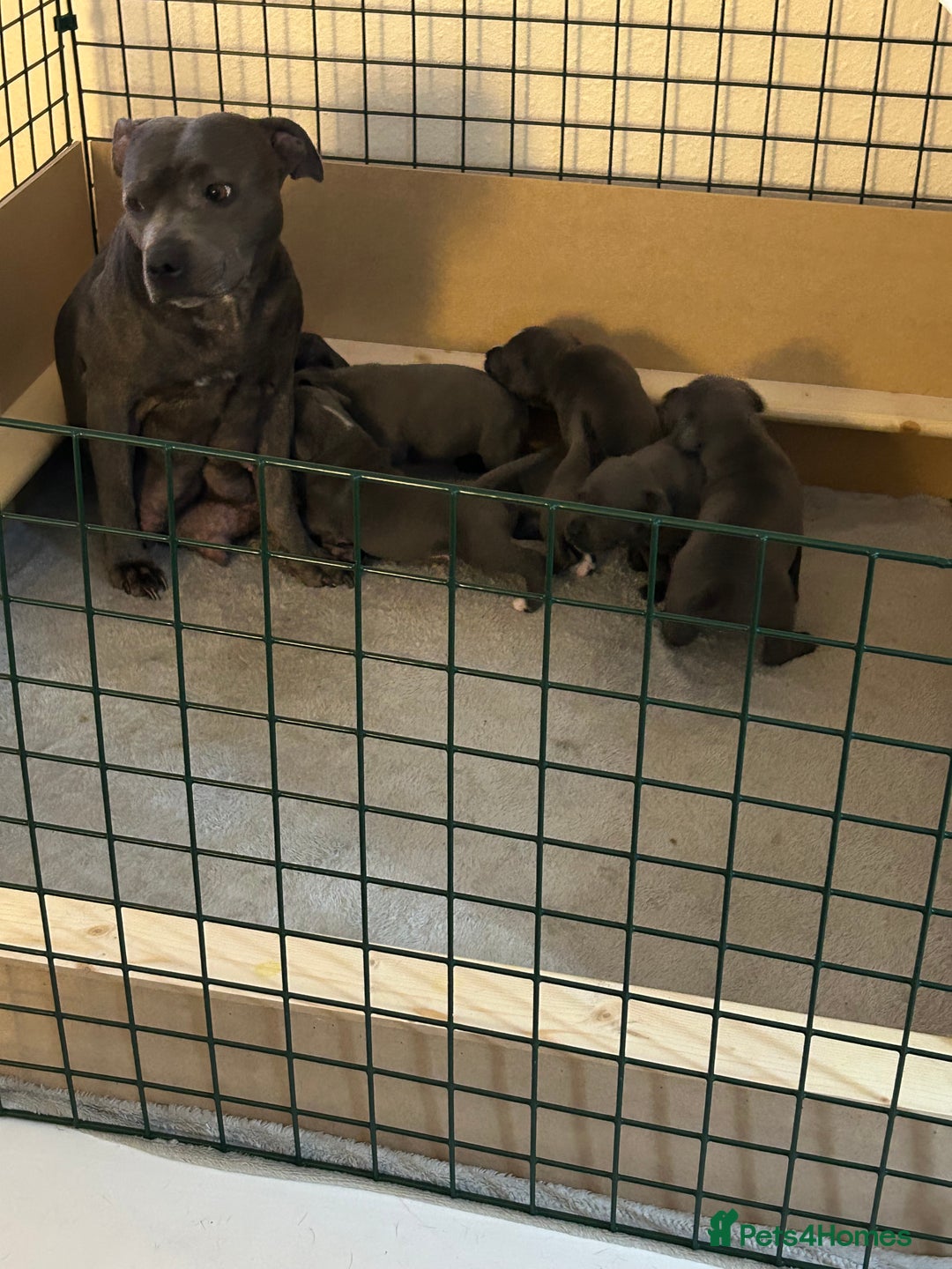 Staffordshire Bull Terrier dogs for sale: Beautiful blue Staffordshire puppies for sale 🐾 - Image 8