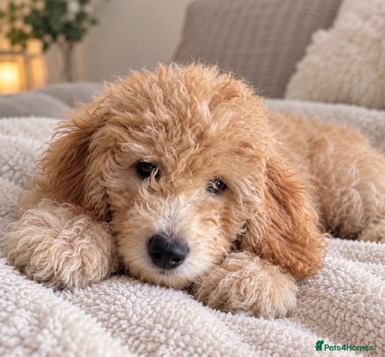 Mini Goldendoodle dogs for sale: F1B Mini Goldendoodle Boy -12 weeks old - Advert 1
