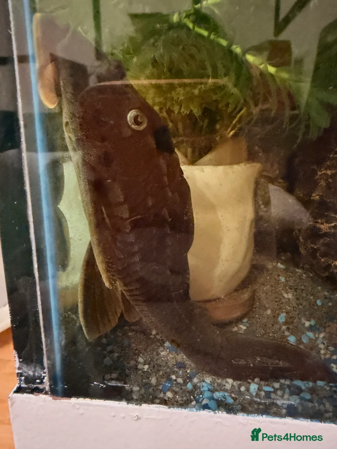 Cichlids fish for sale: Cichlids and Pleco  - Advert 3