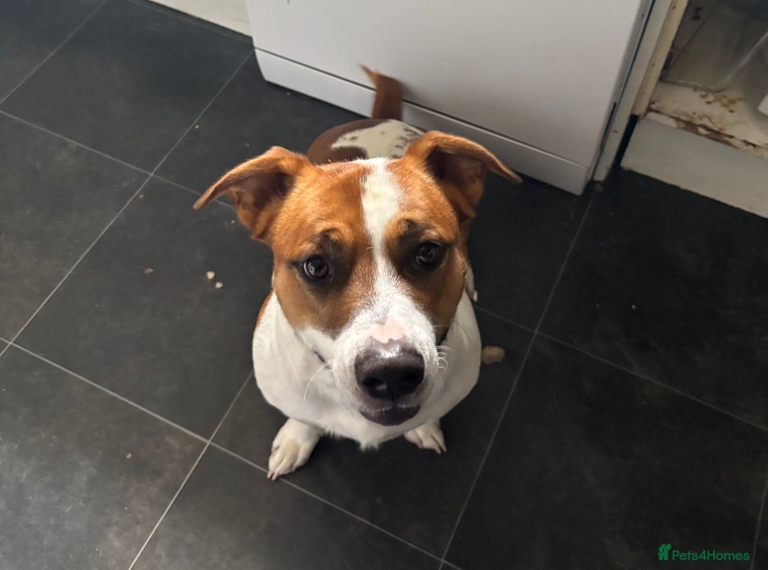 Mixed Breed dogs for sale: Blakey and bear - Image 2