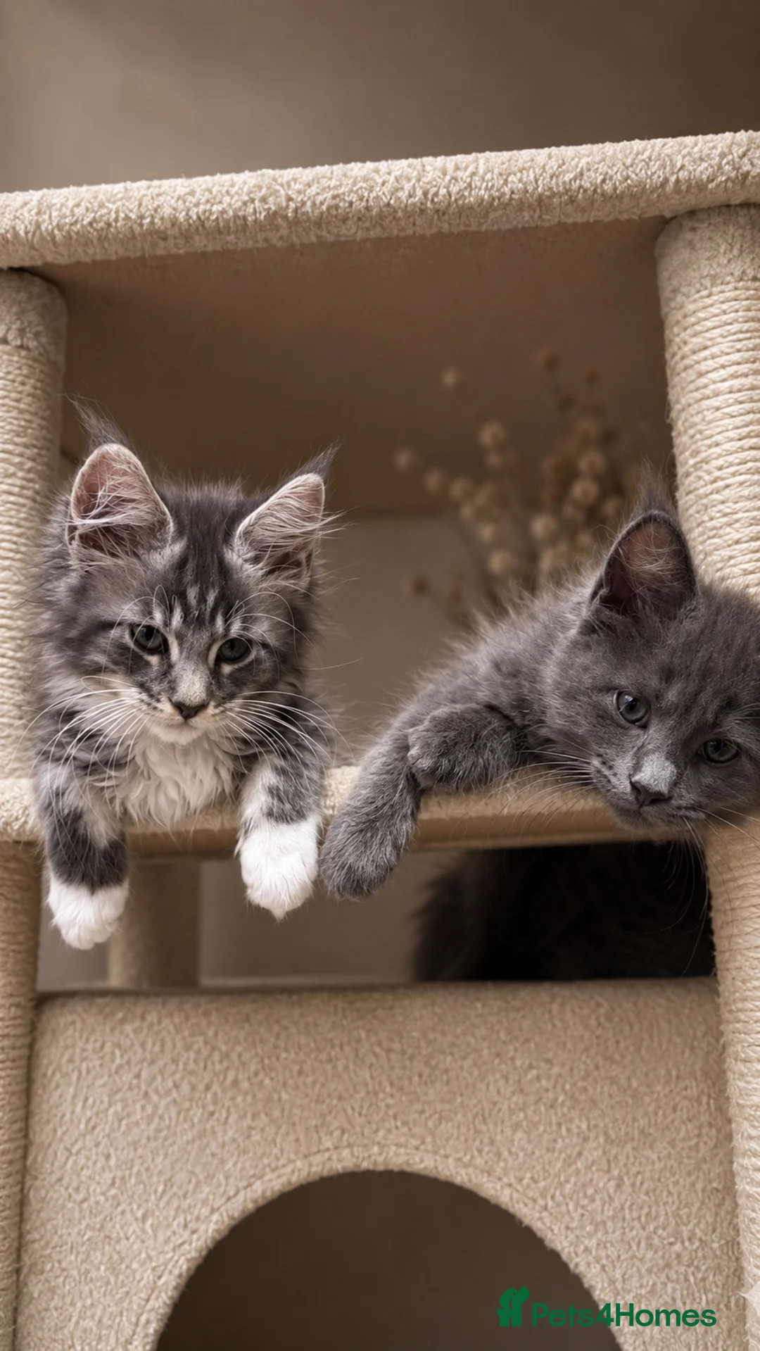 Maine Coon cats for sale:     Health Tested TICA Reg Maine Coon Kittens  - Advert 2