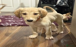 Saluki dogs for sale: Saluki  - Image 26