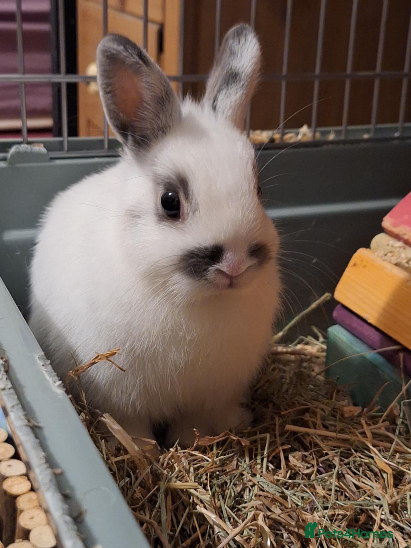 Netherland Dwarf rabbits Special Home Required for Female Netherlands Dwarf - Advert 6