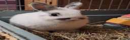 Netherland Dwarf rabbits for sale: Special Home Required for Female Netherlands Dwarf - Advert 1