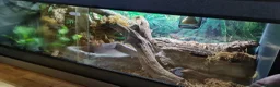 Boa Snake reptiles for sale: 12 year old Brazilian rainbow boa - Advert 5