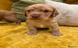 Cocker Spaniel dogs for sale: Gorgeous working cocker spaniel puppies - Image 8