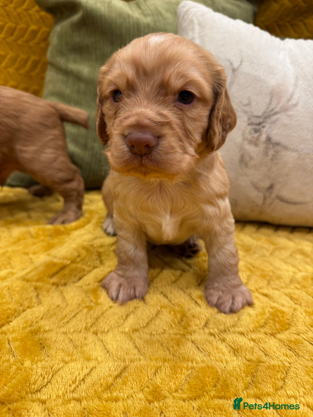 Cocker Spaniel dogs for sale: Gorgeous working cocker spaniel puppies - Image 8