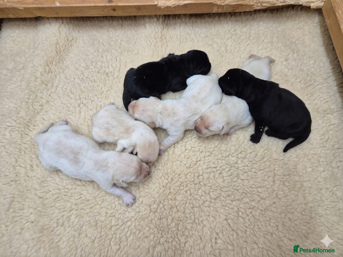 Labrador Retriever dogs for sale: 🐾 Beautiful Labrador Puppies – KC Registered 🐾 - Advert 1