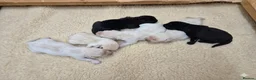 Labrador Retriever dogs for sale: 🐾 Beautiful Labrador Puppies – KC Registered 🐾 - Advert 1