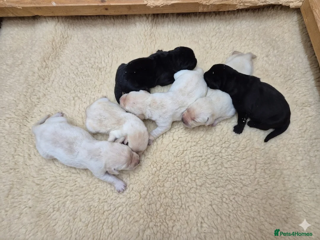 Labrador Retriever dogs for sale: 🐾 Beautiful Labrador Puppies – KC Registered 🐾 - Advert 1