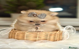 Pomeranian dogs for sale: ✨Tiny Teddy Face 🐻 KC Registered Parents ✨ - Image 9