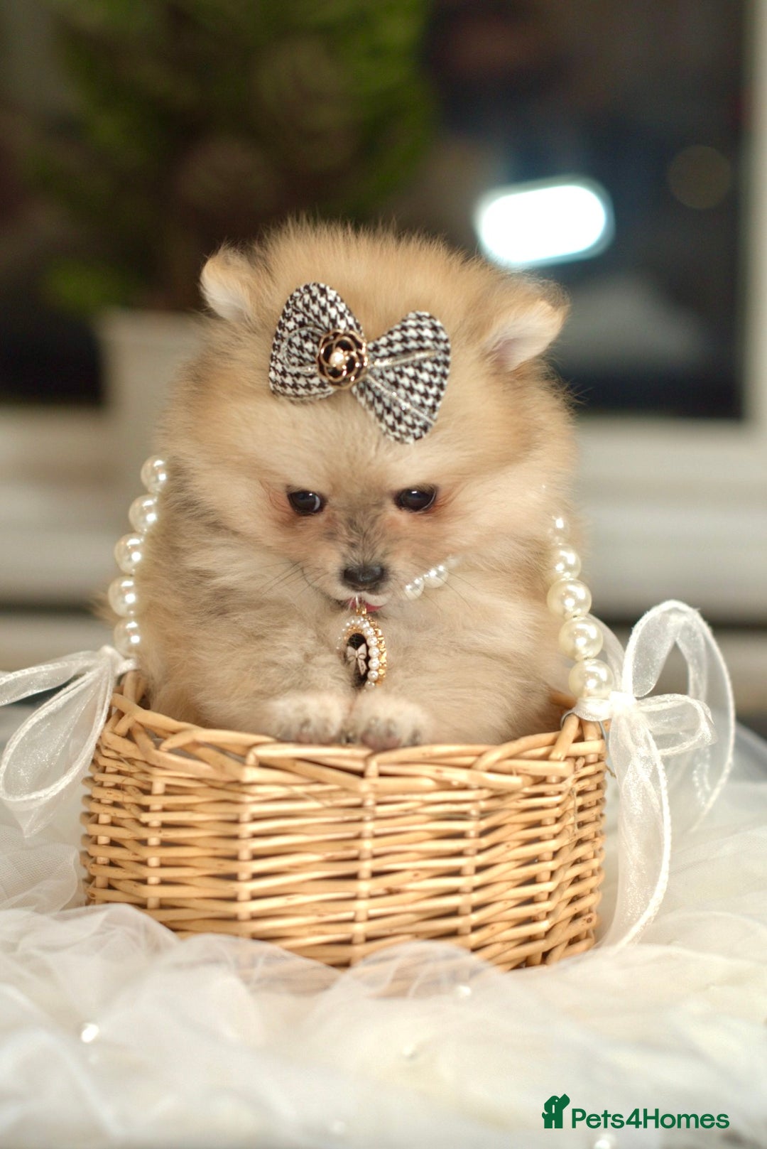 Pomeranian dogs for sale: ✨Tiny Teddy Face 🐻 KC Registered Parents ✨ - Image 9