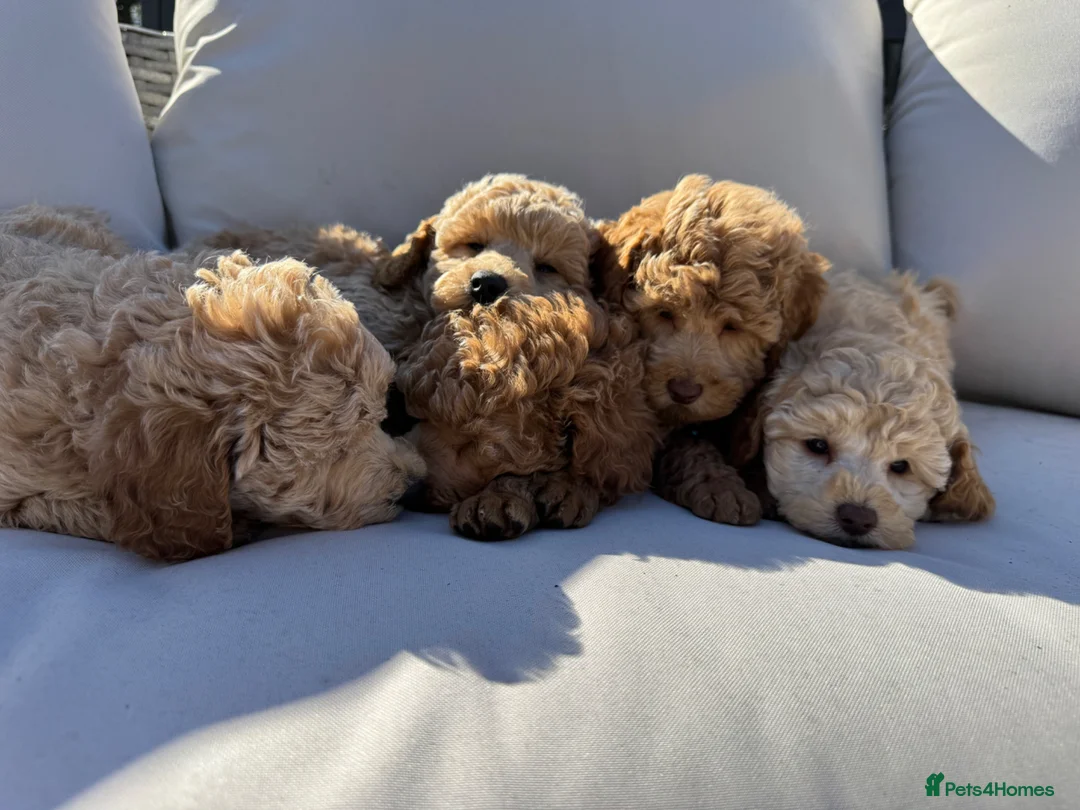 Toy Poodle dogs for sale: KC Pedigree Toy Poodle Puppies  - Advert 2