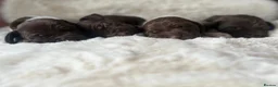 German Shorthaired Pointer dogs for sale: German shorthaired pointer X Weimaraner  - Advert 20