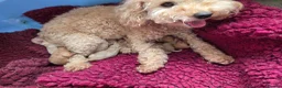 Cockapoo dogs for sale: Beautiful F2b cockapoo puppies in Leeds - Advert 4