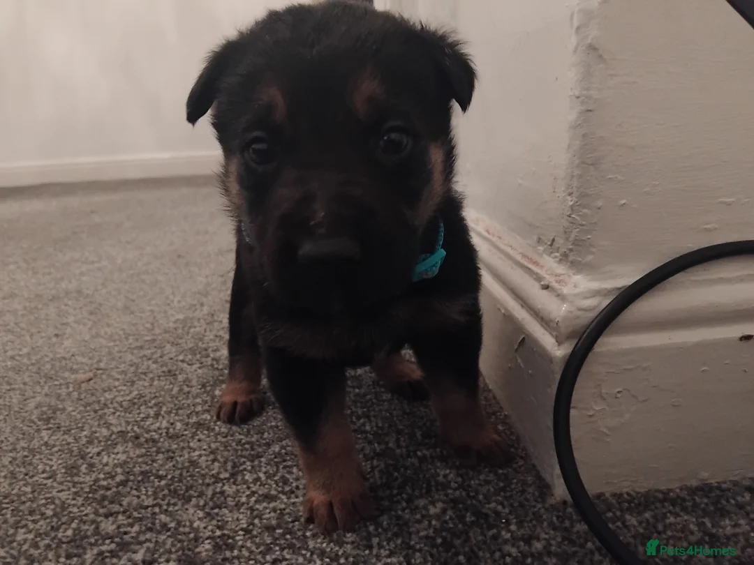 German Shepherd dogs for sale: German shepherd Puppies - Advert 31