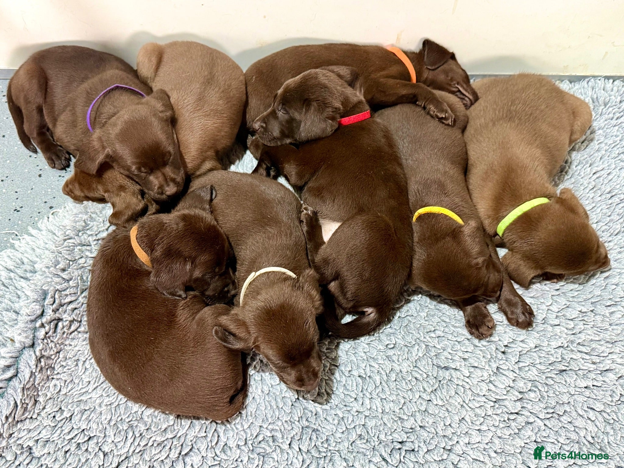 Labrador Retriever dogs RKC Registered Chocolate Labrador Puppies - Advert 2